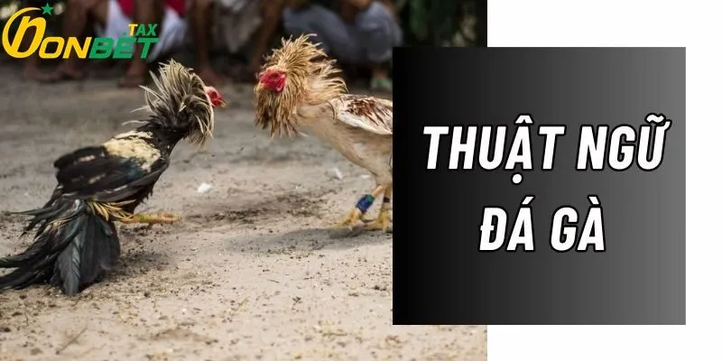 THUẬT NGỮ ĐÁ GÀ TẠI ONBET – BÍ KÍP CHINH PHỤC CÁ CƯỢC ĐÁ GÀ TRỰC TUYẾN 1 Giới thiệu các thuật ngữ trong đá gà là gì?