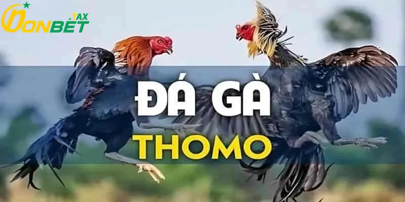 ĐÁ GÀ THOMO TẠI ONBET – HUYỀN THOẠI CHO CỘNG ĐỒNG KÊ THỦ VIỆT 1 Giới thiệu về đá gà thomo tại ONBET