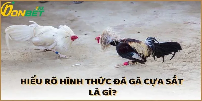 ĐÁ GÀ CỰA SẮT TẠI ONBET – THẾ GIỚI ĐỈNH CAO CỦA ĐAM MÊ VÀ LỢI NHUẬN 3 Hiểu rõ về hình thức đá gà cựa sắt